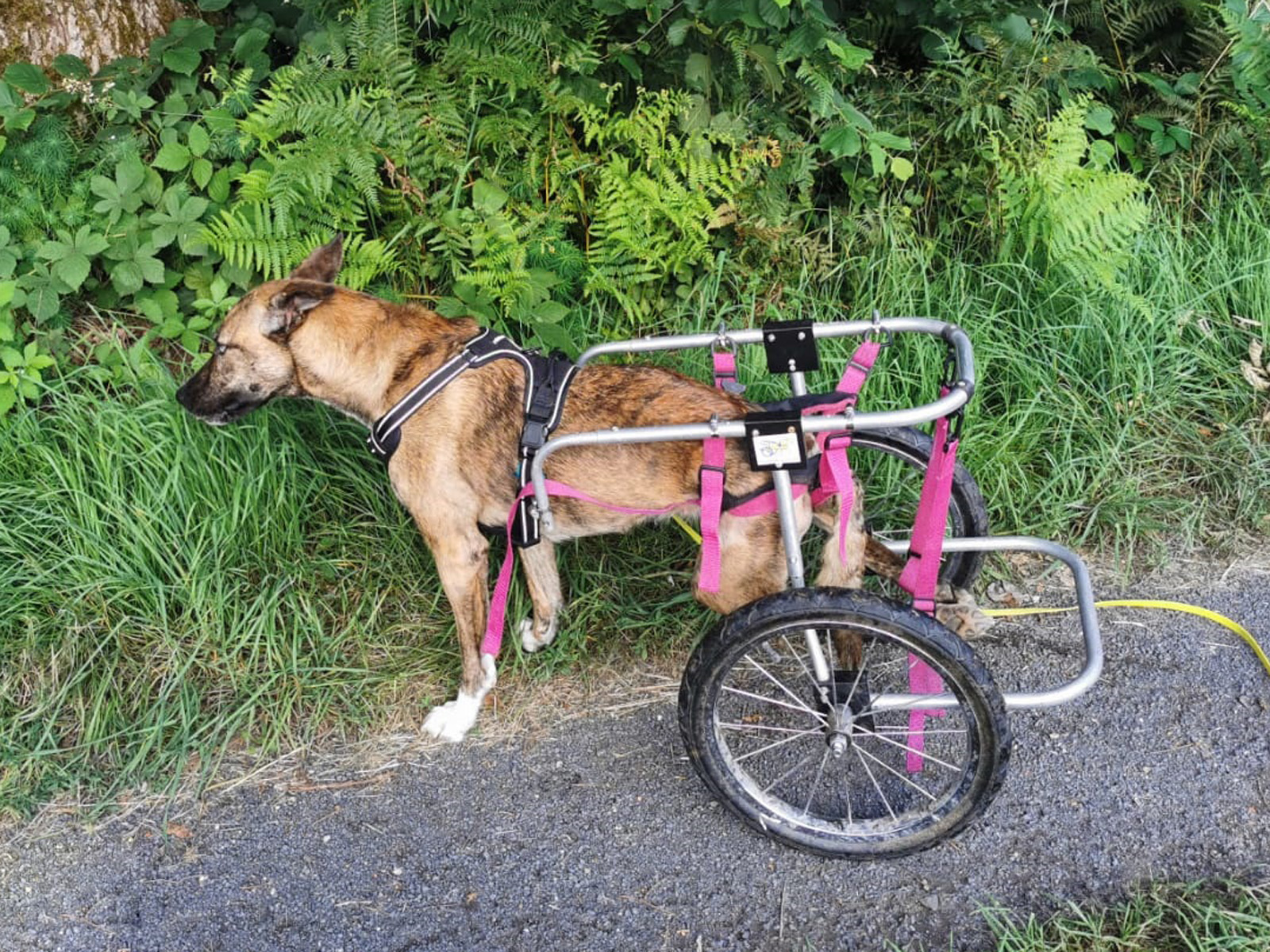 Handicap-Hunde und Freunde e. V. - Zuhause gesucht